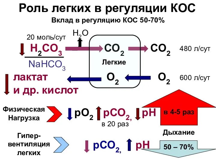 Роль легких в регуляции КОС H2CO3 CO2 CO2 480 л/сут 20