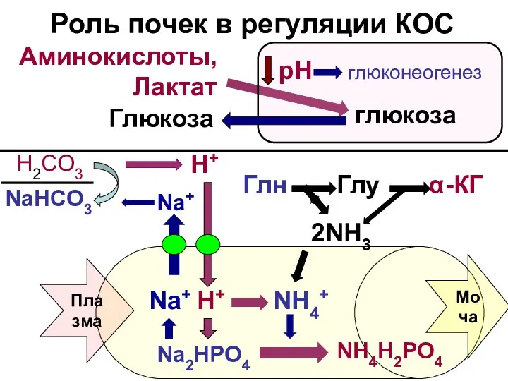 $ Роль почек в регуляции КОС Аминокислоты, Лактат глюкоза рН глюконеогенез