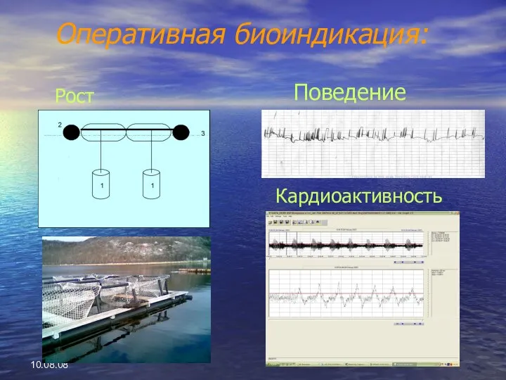 10.08.08 Оперативная биоиндикация: Рост Поведение Кардиоактивность