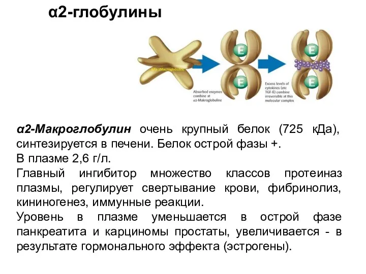 α2-глобулины α2-Макроглобулин очень крупный белок (725 кДа), синтезируется в печени. Белок