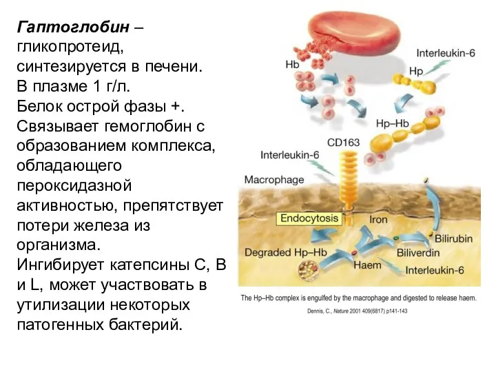 Гаптоглобин – гликопротеид, синтезируется в печени. В плазме 1 г/л. Белок