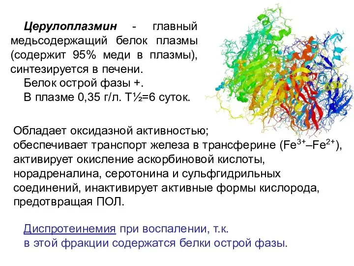 Церулоплазмин - главный медьсодержащий белок плазмы (содержит 95% меди в плазмы),