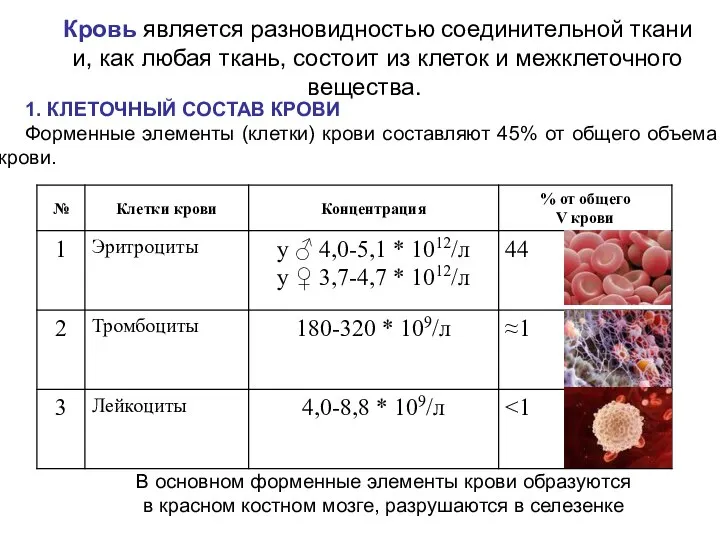 Кровь является разновидностью соединительной ткани и, как любая ткань, состоит из