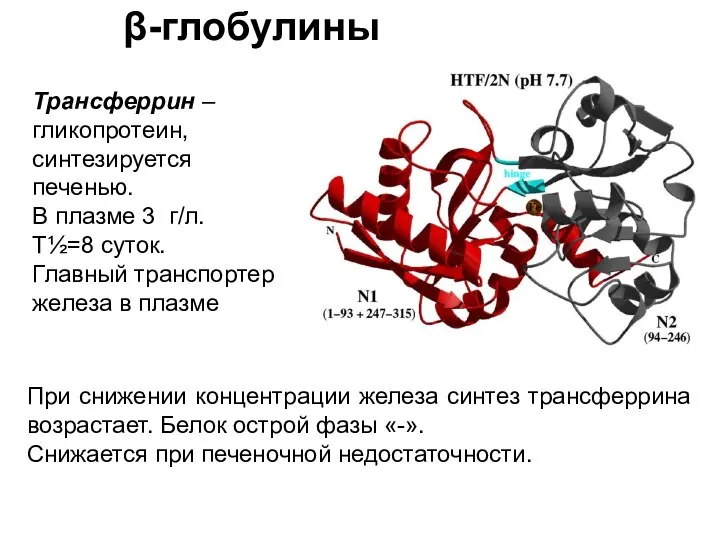 β-глобулины При снижении концентрации железа синтез трансферрина возрастает. Белок острой фазы