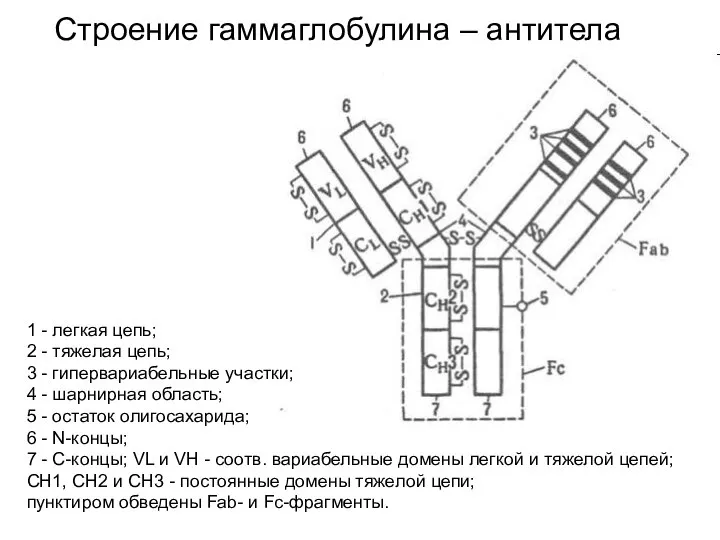 Строение гаммаглобулина – антитела 1 - легкая цепь; 2 - тяжелая