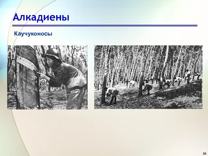 Алкадиены Каучуконосы