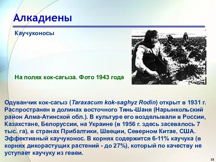 Алкадиены Каучуконосы Одуванчик кок-сагыз (Taraxacum kok-saghyz Rodin) открыт в 1931 г.