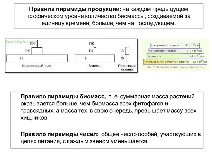 Правила пирамиды продукции: на каждом предыдущем трофическом уровне количество биомассы, создаваемой