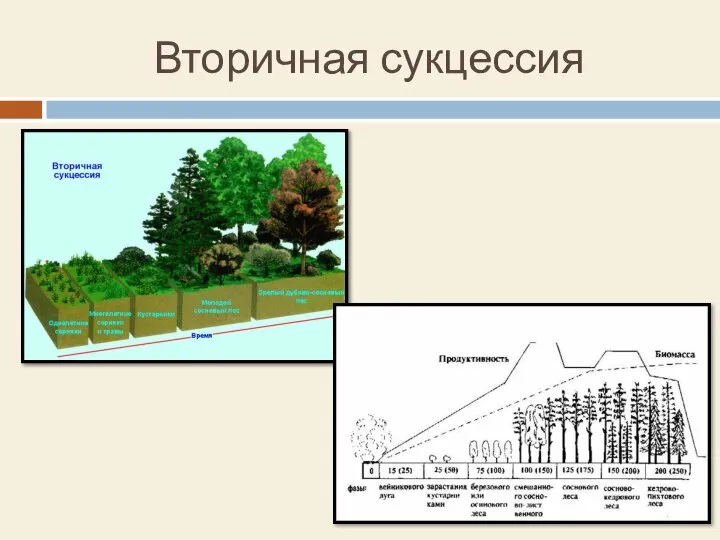 Вторичная сукцессия