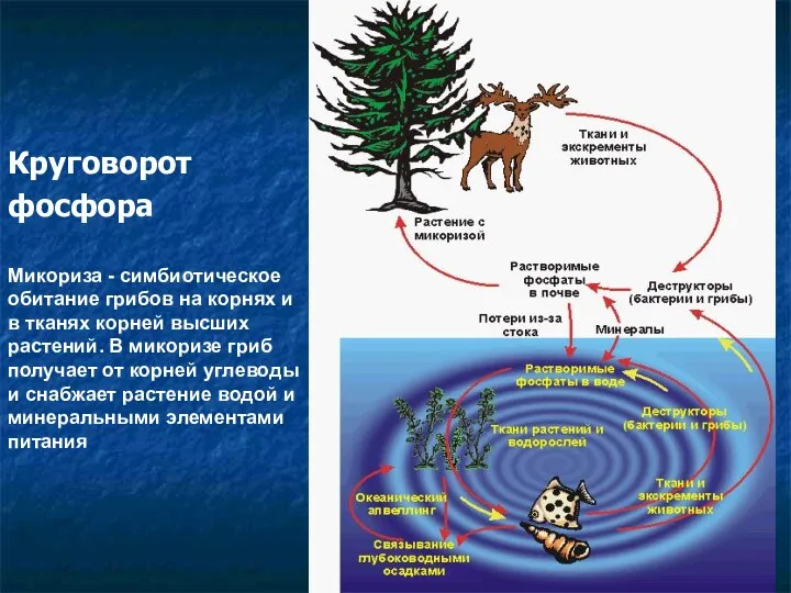 Круговорот фосфора Микориза - симбиотическое обитание грибов на корнях и в