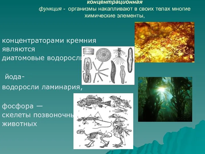 концентрационная функция - организмы накапливают в своих телах многие химические элементы,