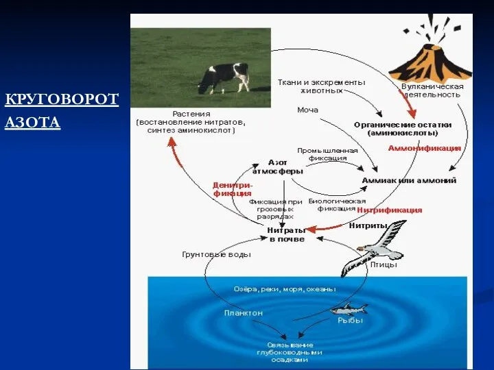 КРУГОВОРОТ АЗОТА