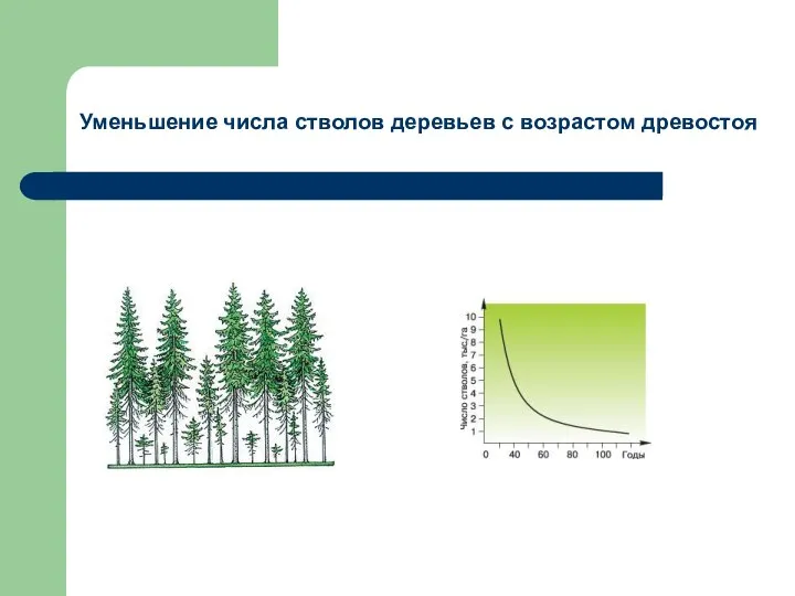 Уменьшение числа стволов деревьев с возрастом древостоя