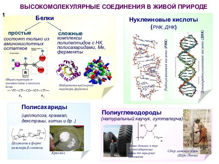 ВЫСОКОМОЛЕКУЛЯРНЫЕ СОЕДИНЕНИЯ В ЖИВОЙ ПРИРОДЕ 1