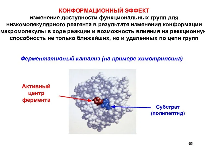 Субстрат (полипептид) Ферментативный катализ (на примере химотрипсина) Активный центр фермента КОНФОРМАЦИОННЫЙ