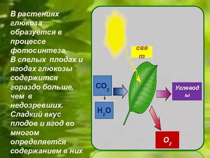 СО2 Н2О свет О2 Углеводы В растениях глюкоза образуется в процессе