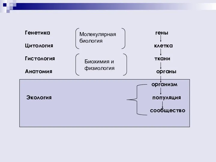 Генетика гены Цитология клетка Гистология ткани Анатомия органы организм Экология популяция