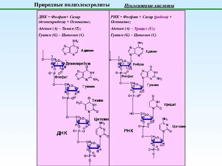 Природные полиэлектролиты Нуклеиновые кислоты