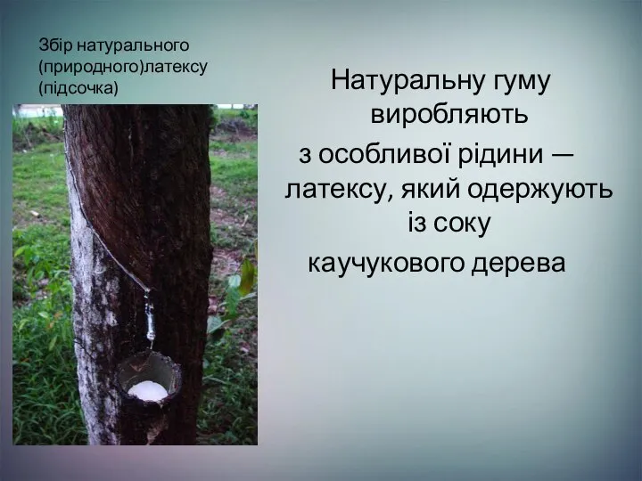 Збір натурального (природного)латексу (підсочка) Натуральну гуму виробляють з особливої рідини —латексу,