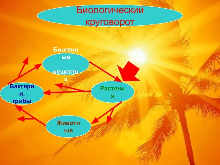 Растения Животные Бактерии, грибы Биогенные вещества Биологический круговорот