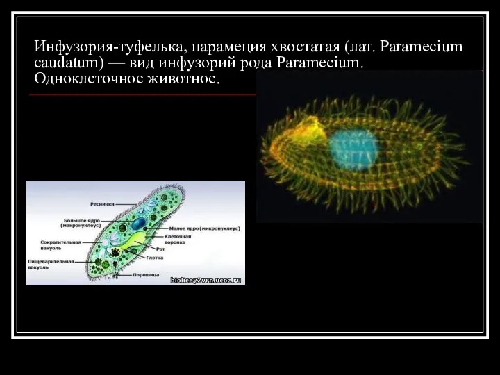 Инфузория-туфелька, парамеция хвостатая (лат. Paramecium caudatum) — вид инфузорий рода Paramecium. Одноклеточное животное.