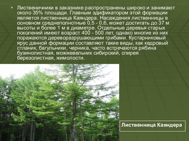 Лиственичники в заказнике распространены широко и занимают около 35% площади. Главным