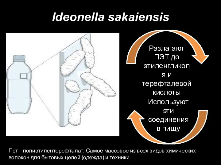 Ideonella sakaiensis Разлагают ПЭТ до этиленгликоля и терефталевой кислоты Используют эти