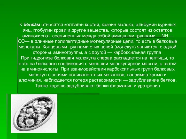 К белкам относятся коллаген костей, казеин молока, альбумин куриных яиц, глобулин