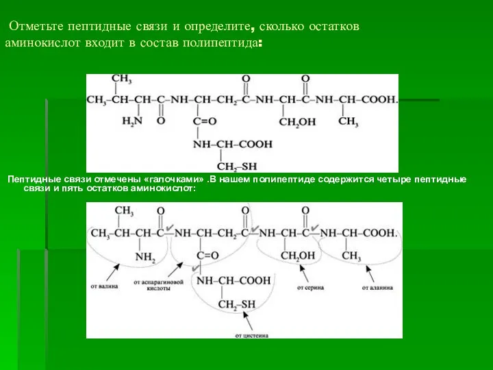 Отметьте пептидные связи и определите, сколько остатков аминокислот входит в состав