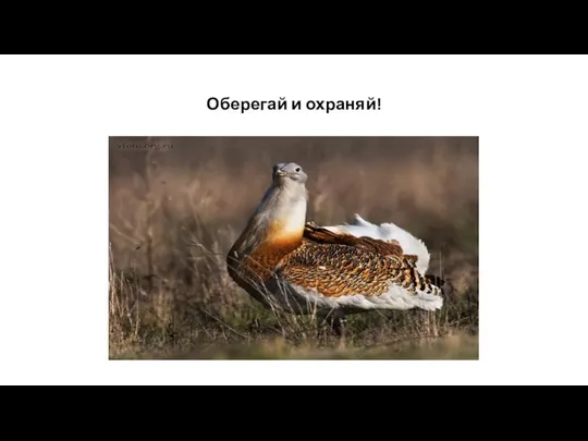 Оберегай и охраняй!