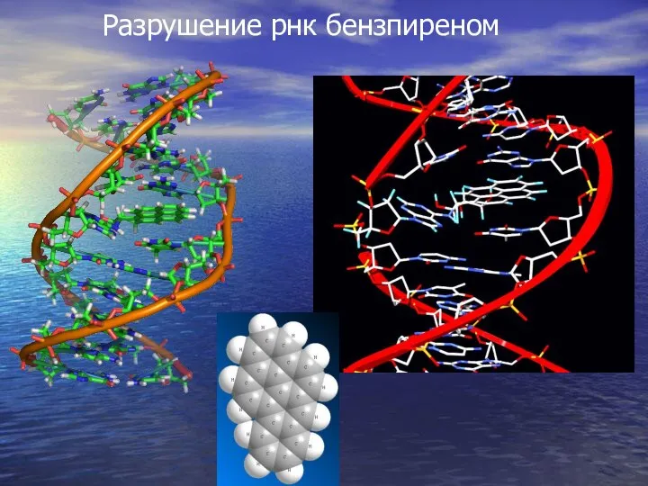 Разрушение рнк бензпиреном