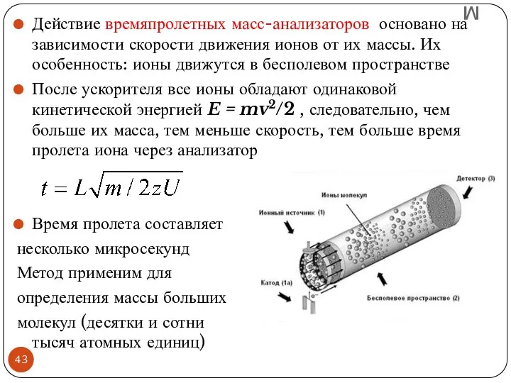 м Действие времяпролетных масс-анализаторов основано на зависимости скорости движения ионов от