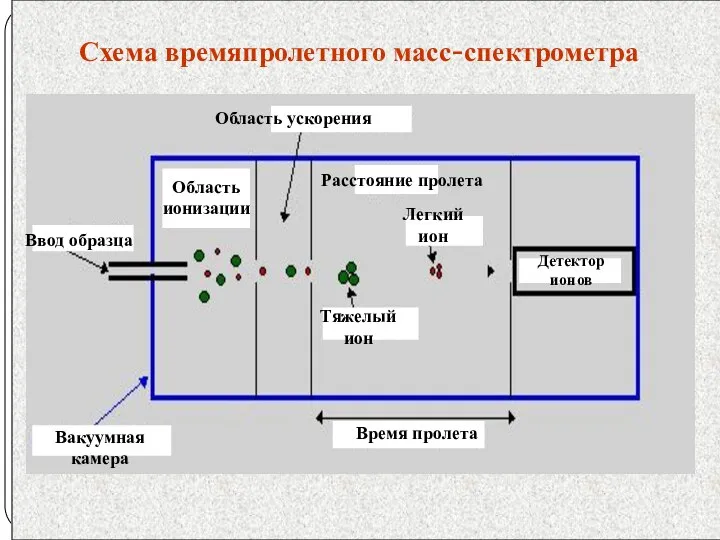 Схема времяпролетного масс-спектрометра Область ускорения Область ионизации Тяжелый ион Легкий ион