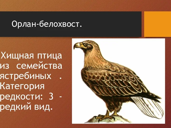 Орлан-белохвост. Хищная птица из семейства ястребиных . Категория редкости: 3 - редкий вид.