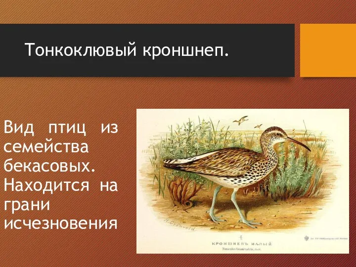 Тонкоклювый кроншнеп. Вид птиц из семейства бекасовых. Находится на грани исчезновения