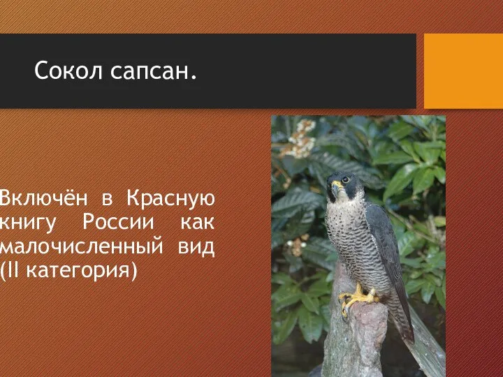 Сокол сапсан. Включён в Красную книгу России как малочисленный вид (II категория)