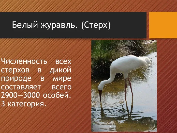 Белый журавль. (Стерх) Численность всех стерхов в дикой природе в мире