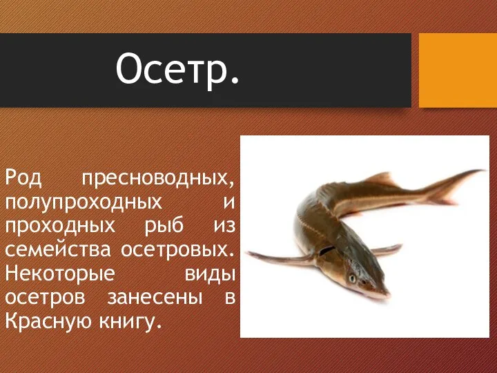 Осетр. Род пресноводных, полупроходных и проходных рыб из семейства осетровых. Некоторые