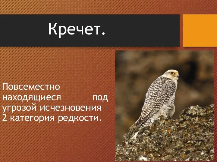 Кречет. Повсеместно находящиеся под угрозой исчезновения – 2 категория редкости.