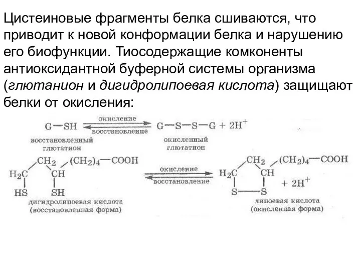 Цистеиновые фрагменты белка сшиваются, что приводит к новой конформации белка и