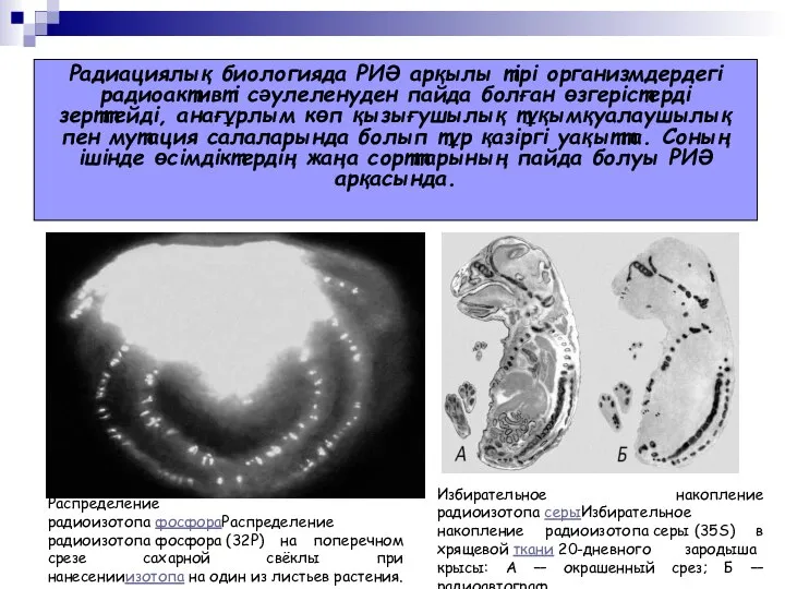 Радиациялық биологияда РИӘ арқылы тірі организмдердегі радиоактивті сәулеленуден пайда болған өзгерістерді