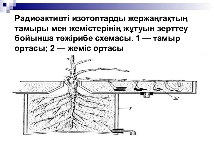 Радиоактивті изотоптарды жержаңғақтың тамыры мен жемістерінің жұтуын зерттеу бойынша тәжірибе схемасы.