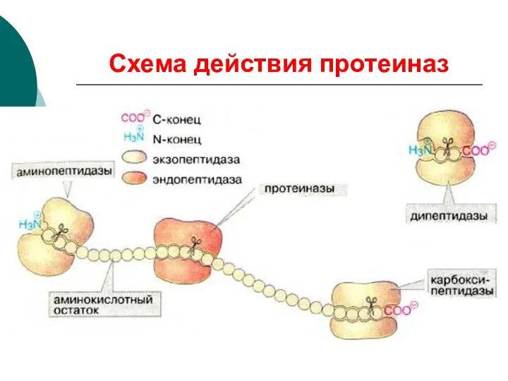 Схема действия протеиназ