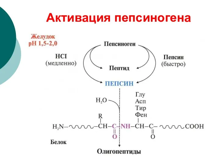 Активация пепсиногена