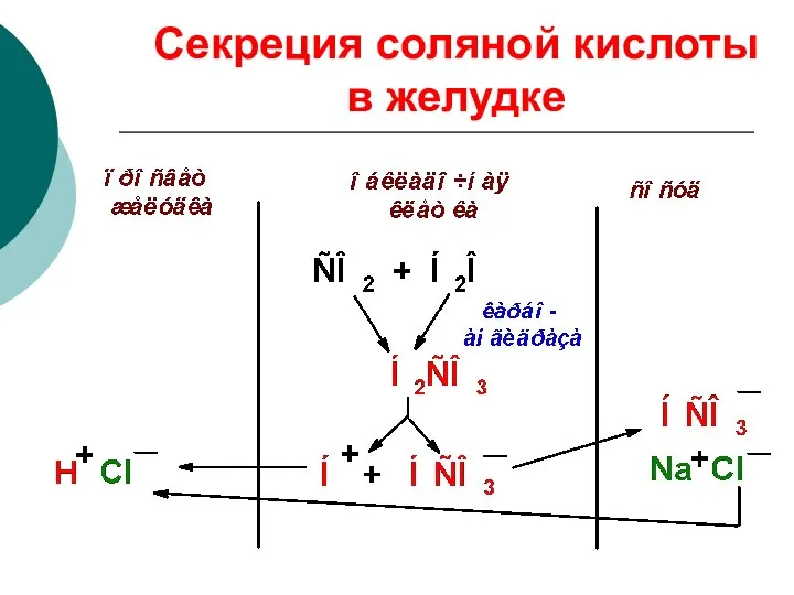 Секреция соляной кислоты в желудке