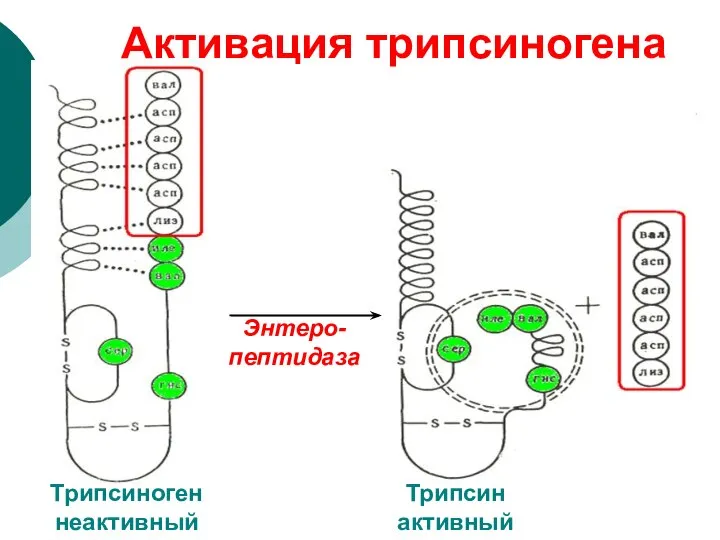 Активация трипсиногена Энтеро-пептидаза Трипсиноген неактивный Трипсин активный
