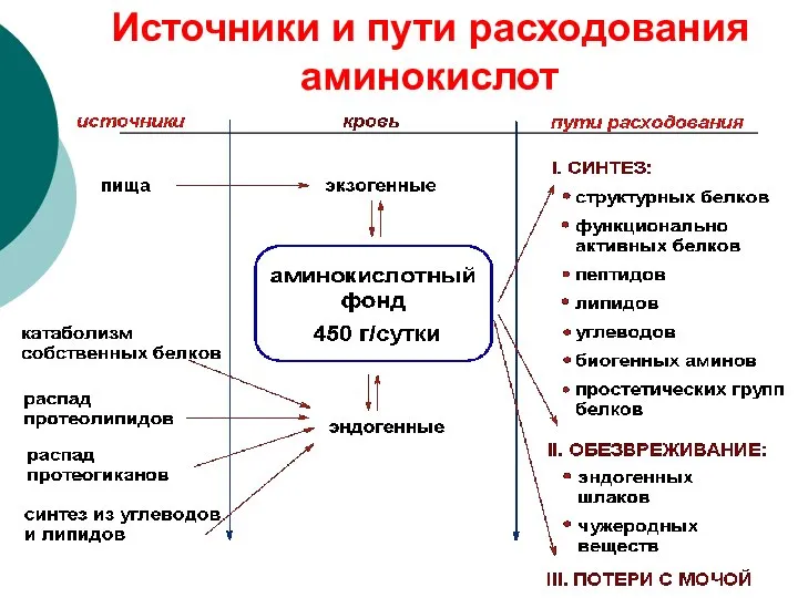 Источники и пути расходования аминокислот