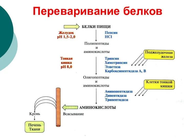 Переваривание белков