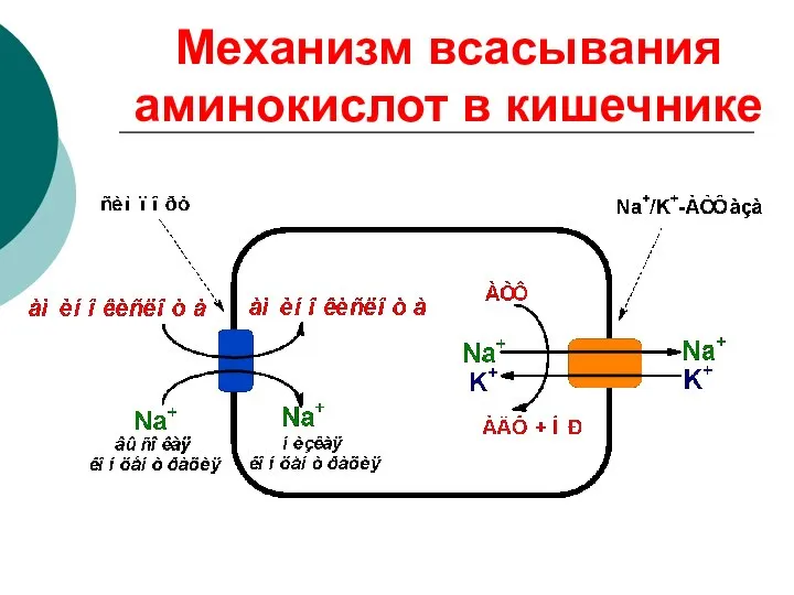 Механизм всасывания аминокислот в кишечнике