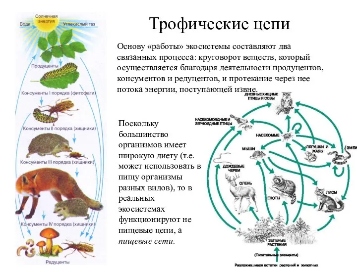 Трофические цепи Основу «работы» экосистемы составляют два связанных процесса: круговорот веществ,